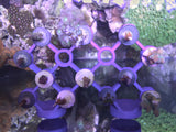 Magnetic Frag Rack